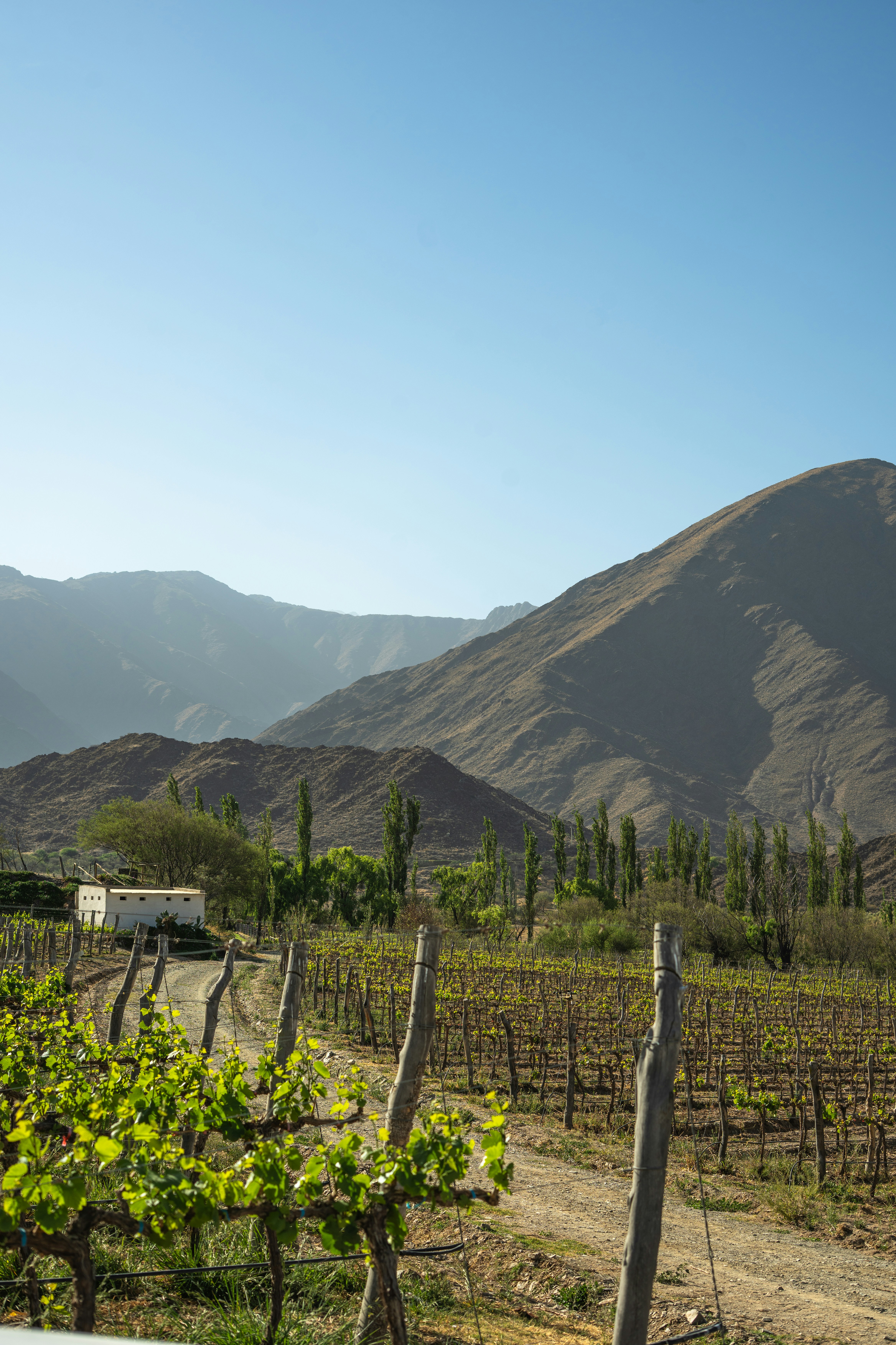Argentinske vinmarker i Mendoza med Andesbjergene i baggrunden