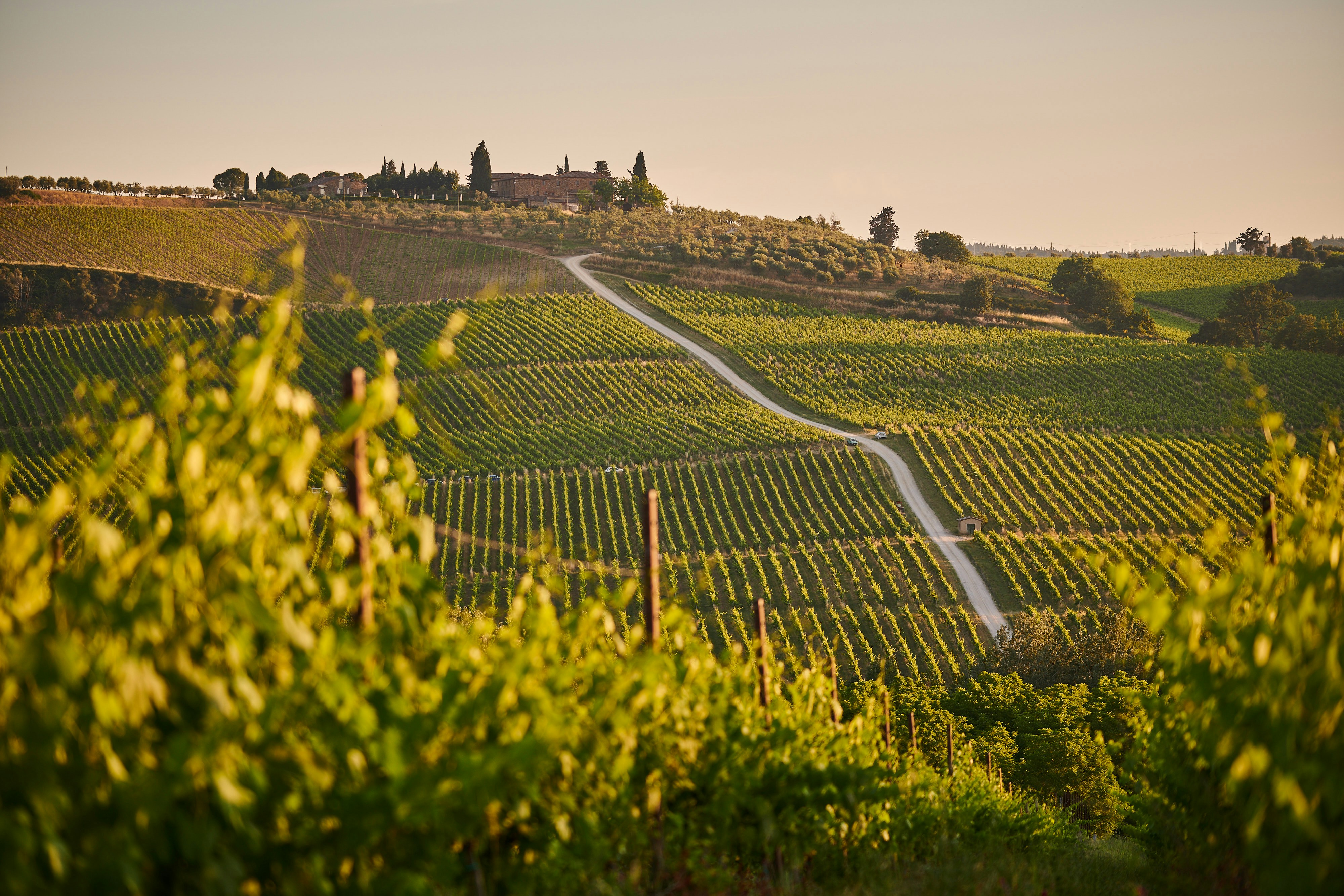 Toskanske vinmarker med cypresser og et klassisk italiensk vinslot i solskin