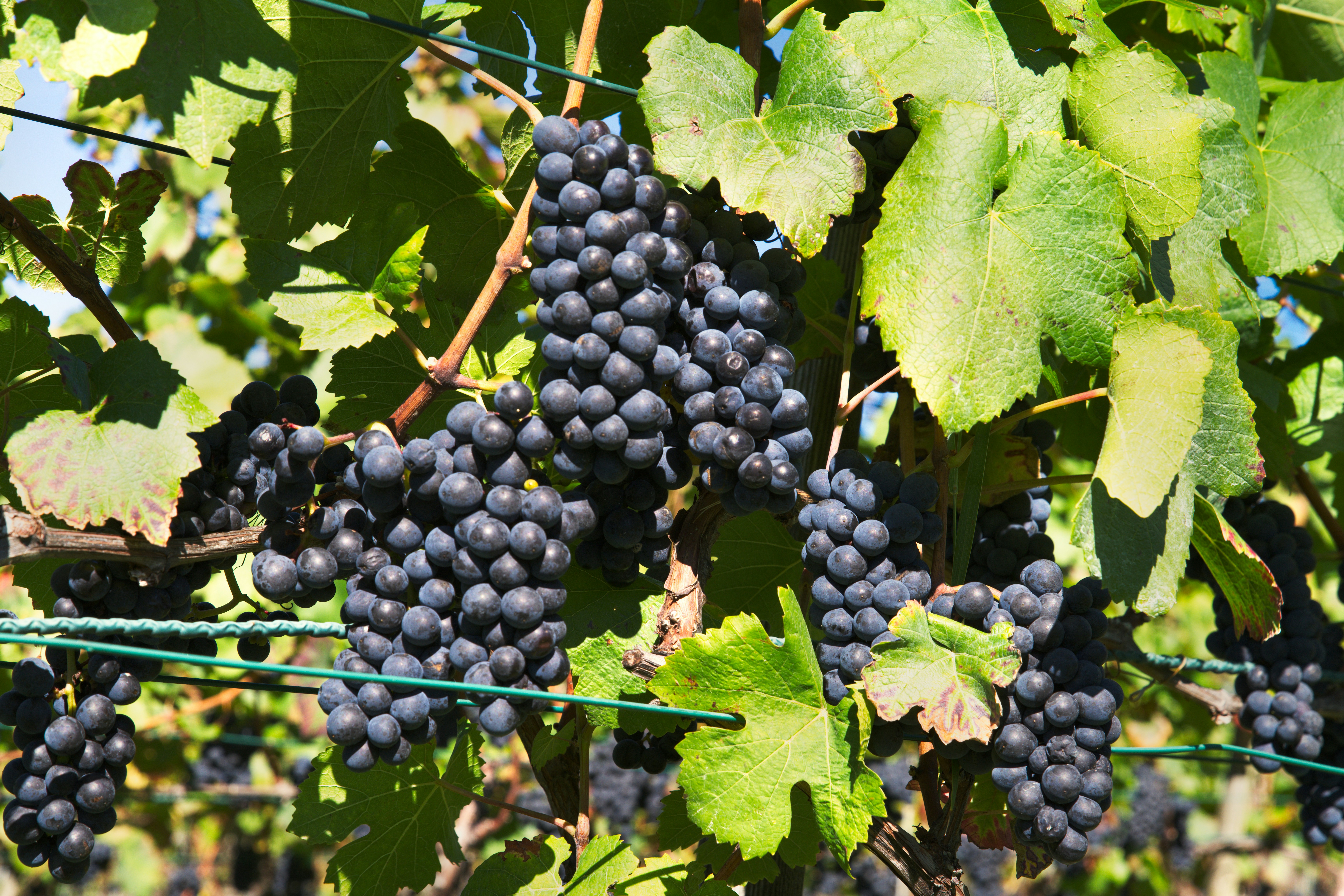Mørke Pinot Noir druer på vinstok i en vinmark i Bourgogne, Frankrig